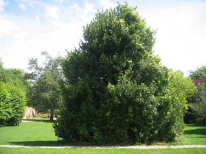 holly tree in park