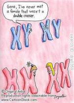 X and Y chromosomes