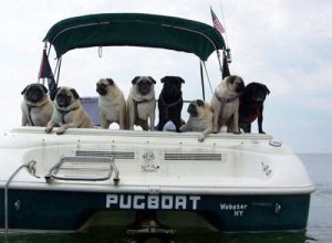 picture pun 011 Pugboat