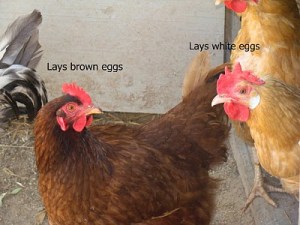 Chickens and earlobes