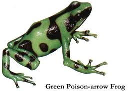 poison arrow frog