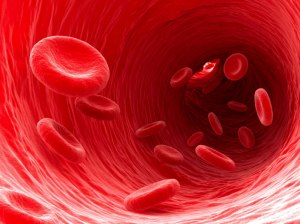 red-blood-cells