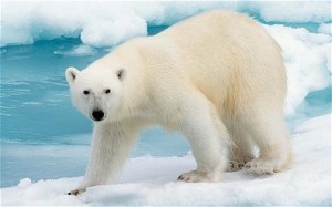 polar bear