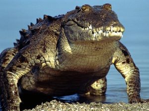 american-crocodile