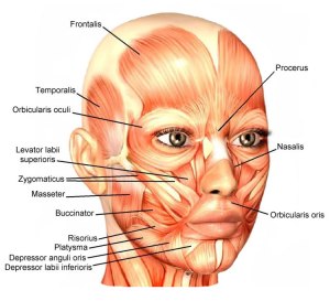 face-muscles