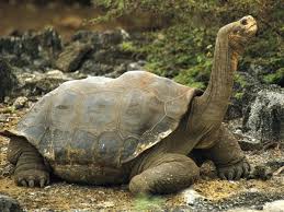 tortoise in the Galapagos Islands