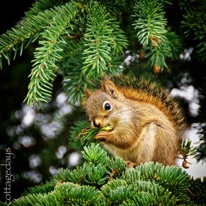 mister red squirrel's lunch