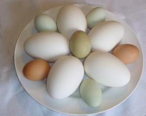 odd shaped eggs