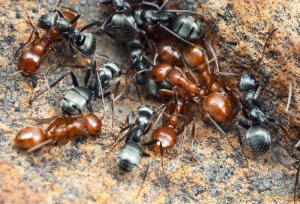 ant-slavery