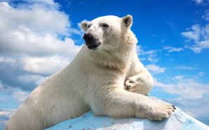 polar bear