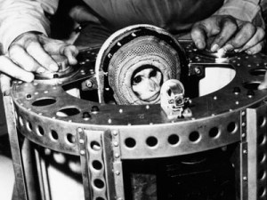 Albert II first monkey in space