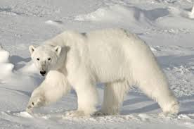 polar bear’s stark white fur