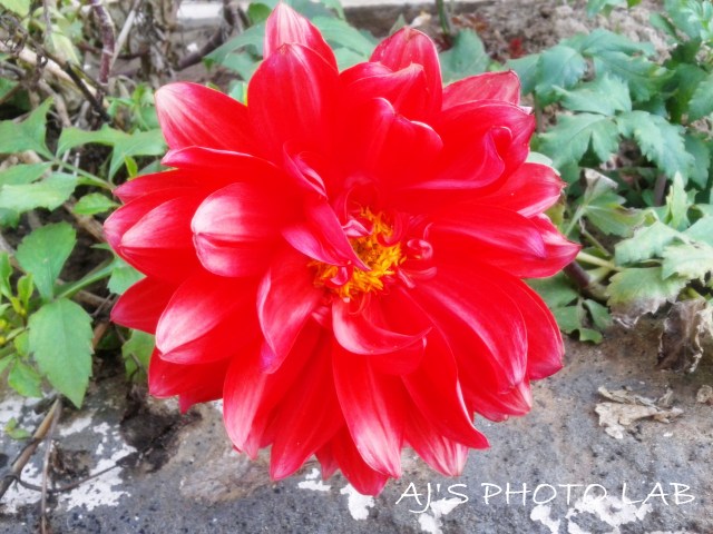 redflower