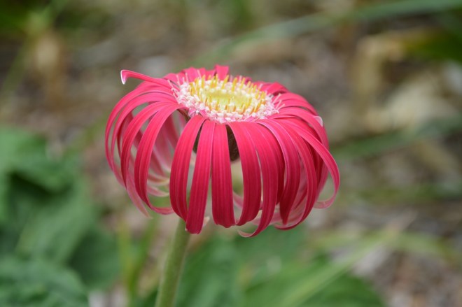 gerbera-257129_1280
