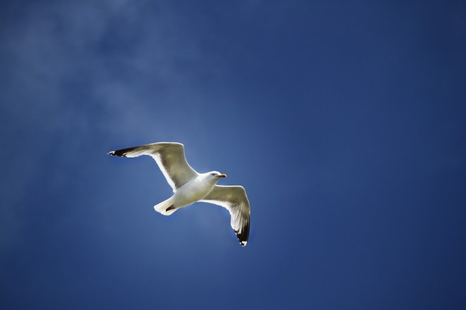 seagull-824829_1280