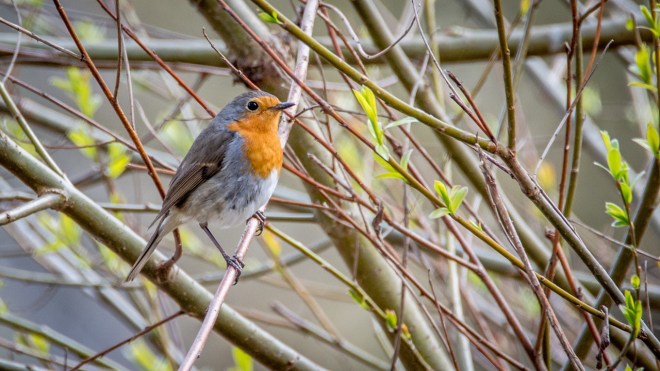 robin-1286851_1280