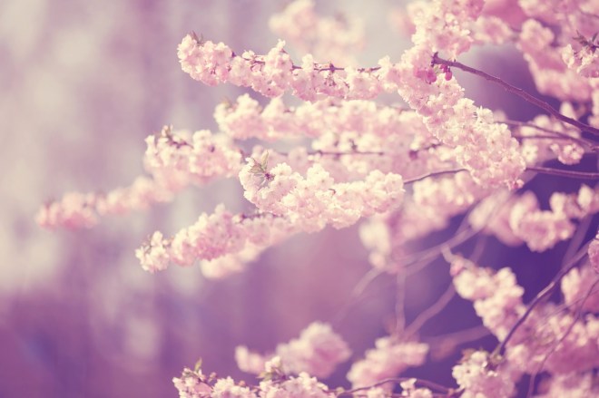 blossom-1184710_1280