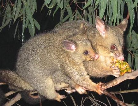 brushtail_possum2.jpg