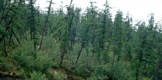 drunken forest drunken forest