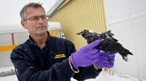 sweden mass bird kill