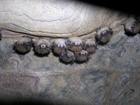 Brown Bats with White Nose - Nancy Heaslip