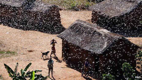 madagascar locust plague