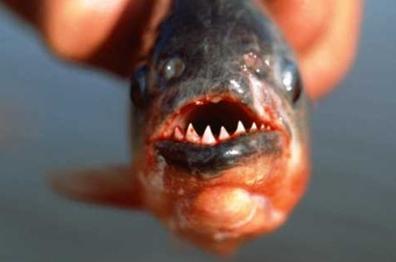 Piranha