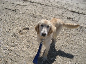 I'm happy on the sand, thanks!