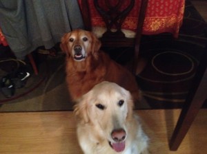 Bone sit