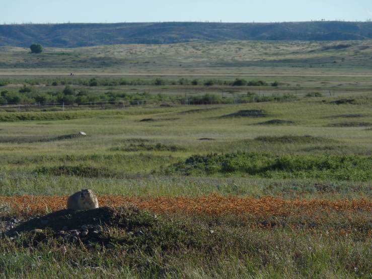 Image result for prairie dog colony