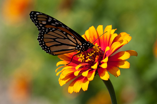 Monarch and flower