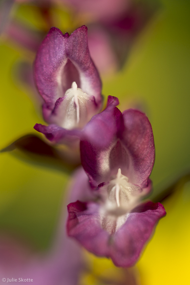 Hulrodet lærkespore (Corydalis cava)