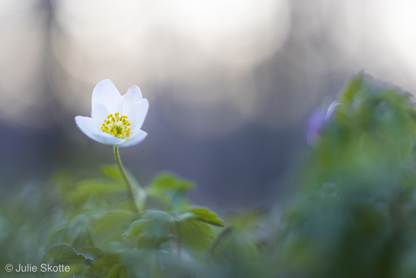 Anemone