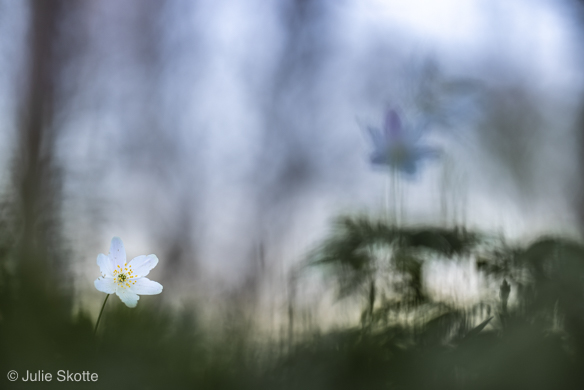 Anemone
