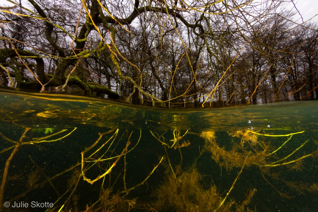 splitshot of tree branches in the water and above water.