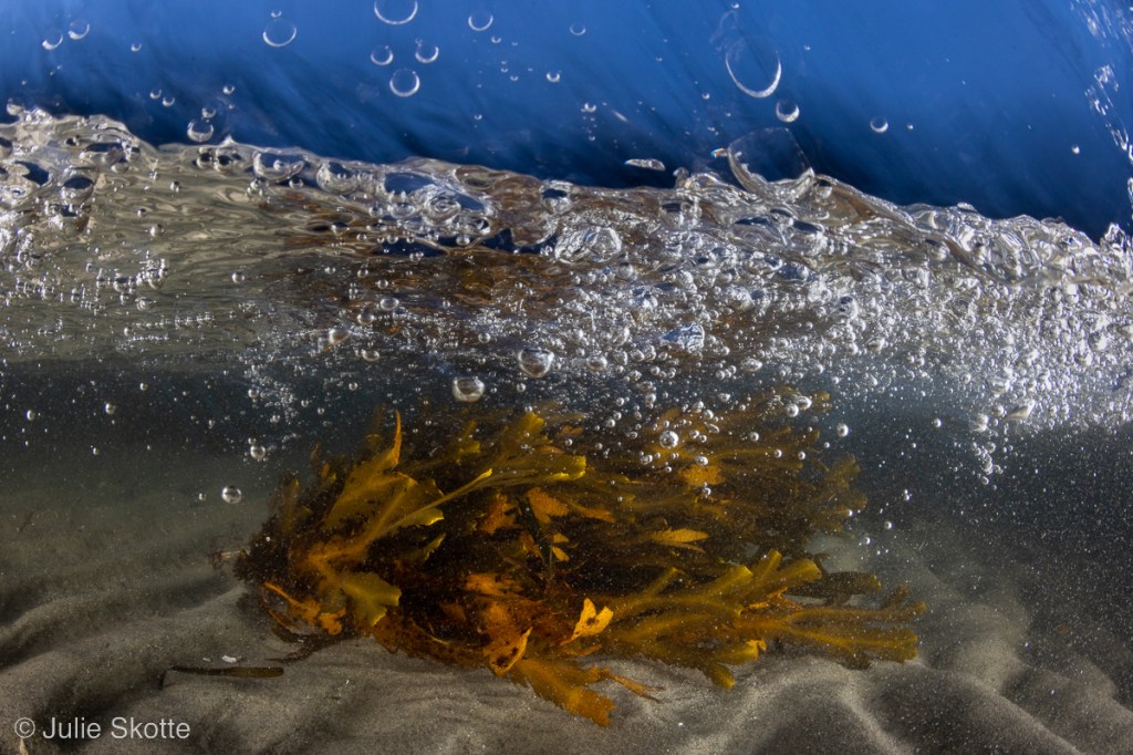 Seaweed and wave split shot, Denmark