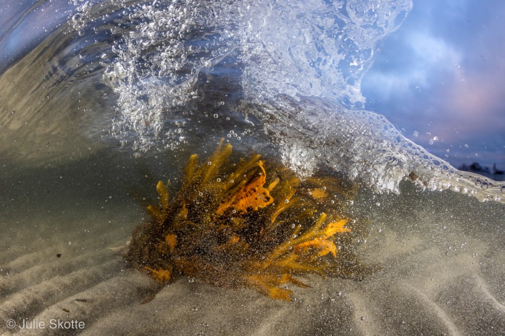 Seaweed and wave split shot, Denmark
