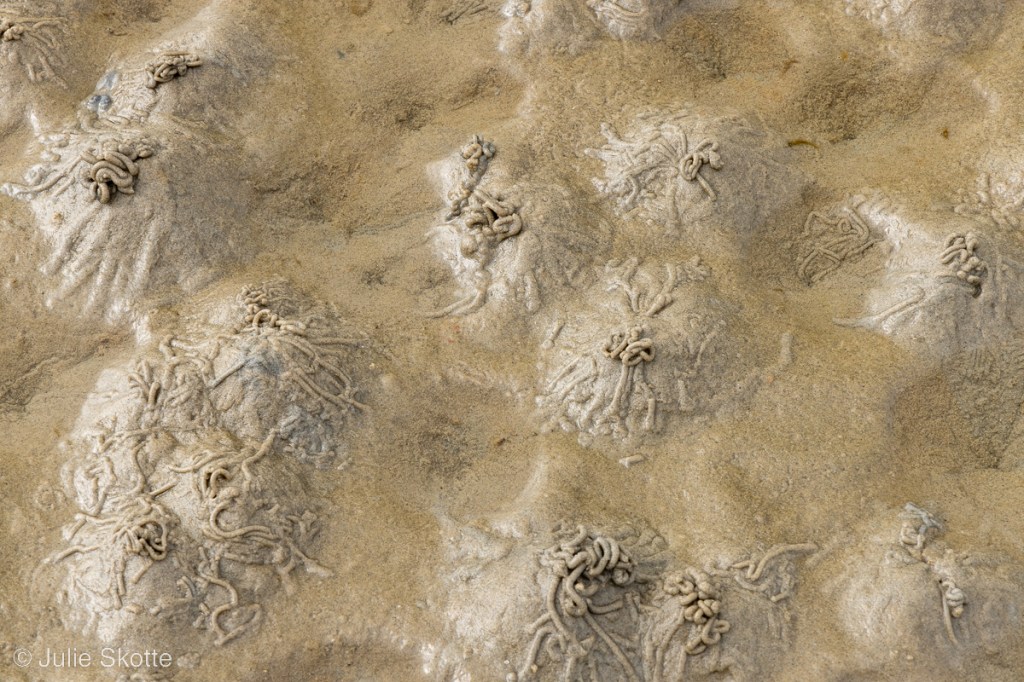 Vadehavet vadeflade med masser af sandorme pølsetoppe, detalje fotografi