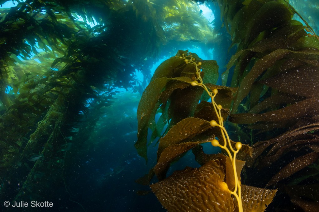 Giant kelp photographed at Catalina Island, Casino Point Dive park, California, USA.