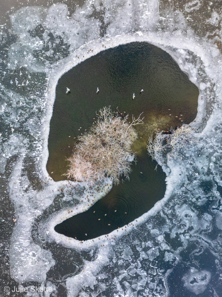 Frozen lake at Lynge krusgrav with a wake where birds have gathered.