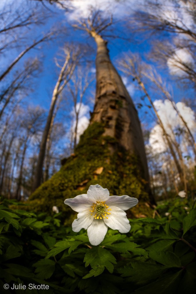 close focus wide angle billede af anemone i skovbunden