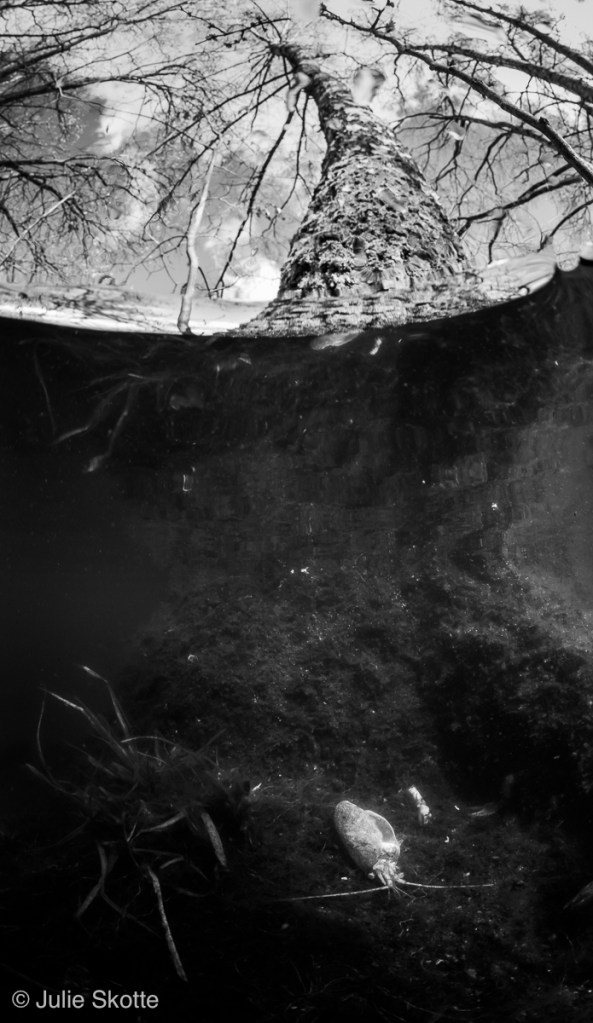 Splitshot of birch tree in water, Denmark. What used to be the forest floor is now covered with water and fine sediment and also seen is a crayfish.