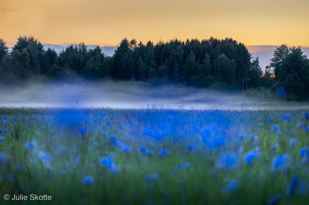 Eng med kornblomster. Kornblomsterne er ude af fokys, da fokus ar på baggrunden og tågen der kommer ind over engen.