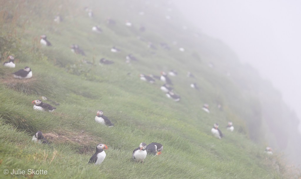 Hundreds of puffins at Mykines island in the grass, The Faroes Islands.