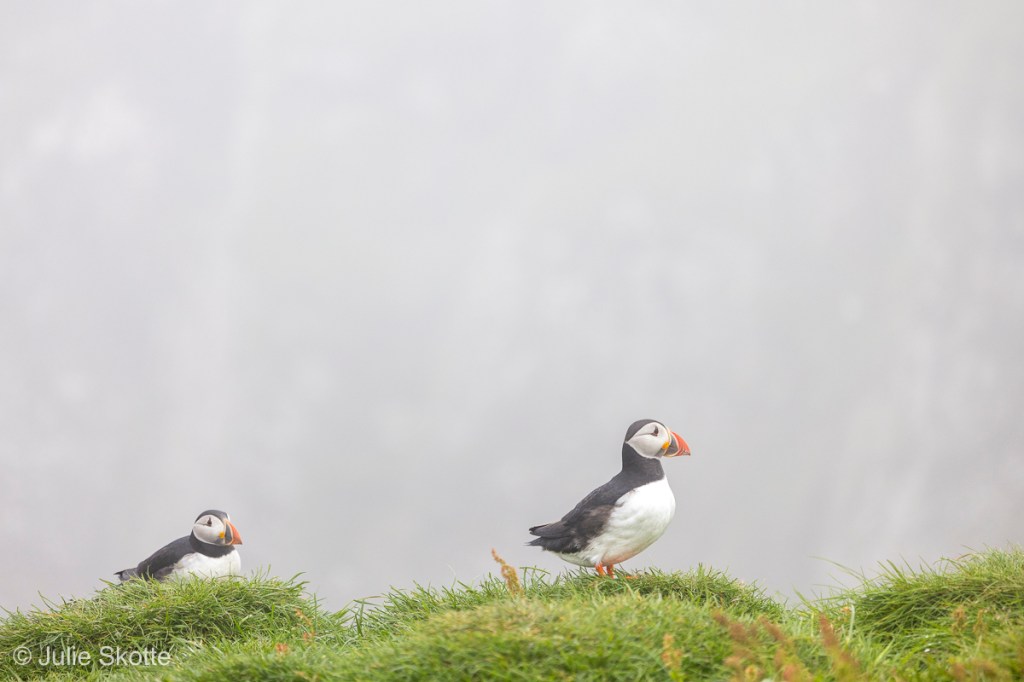 Puffins, Mykines, Faroe Islands