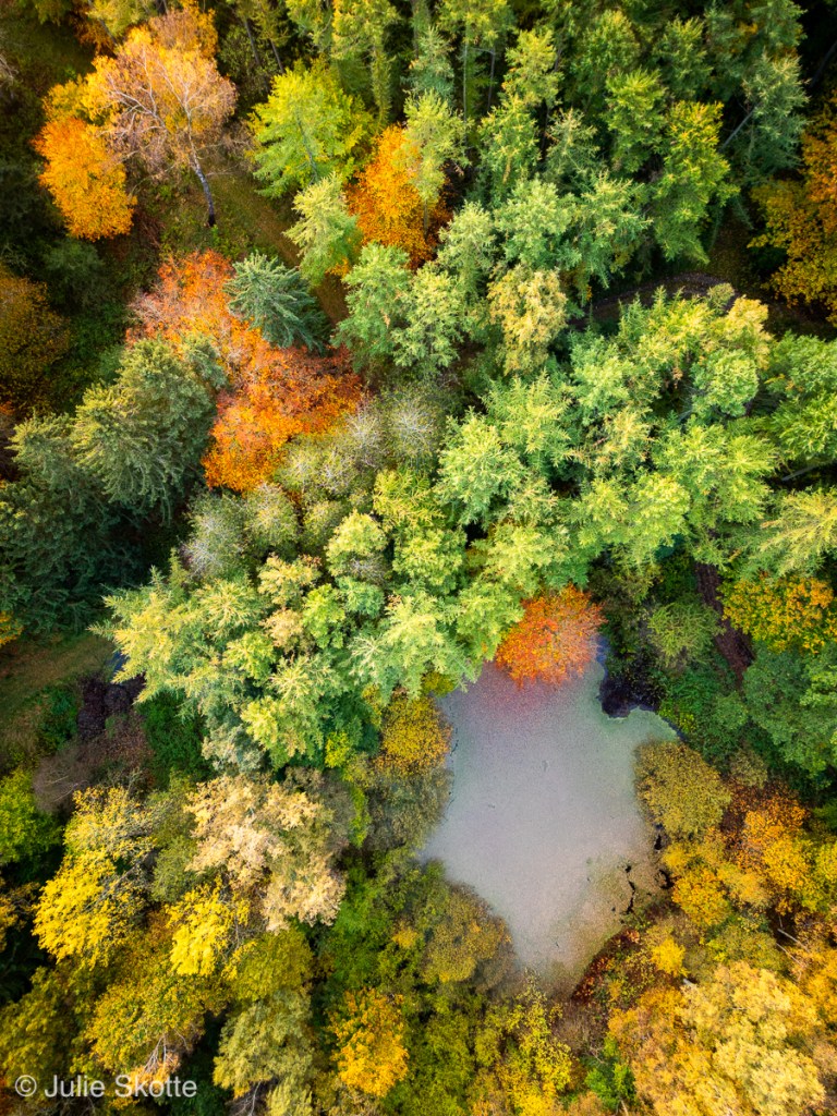 Drone billede af en skov i efterårsfarver og en skovsø i midten.