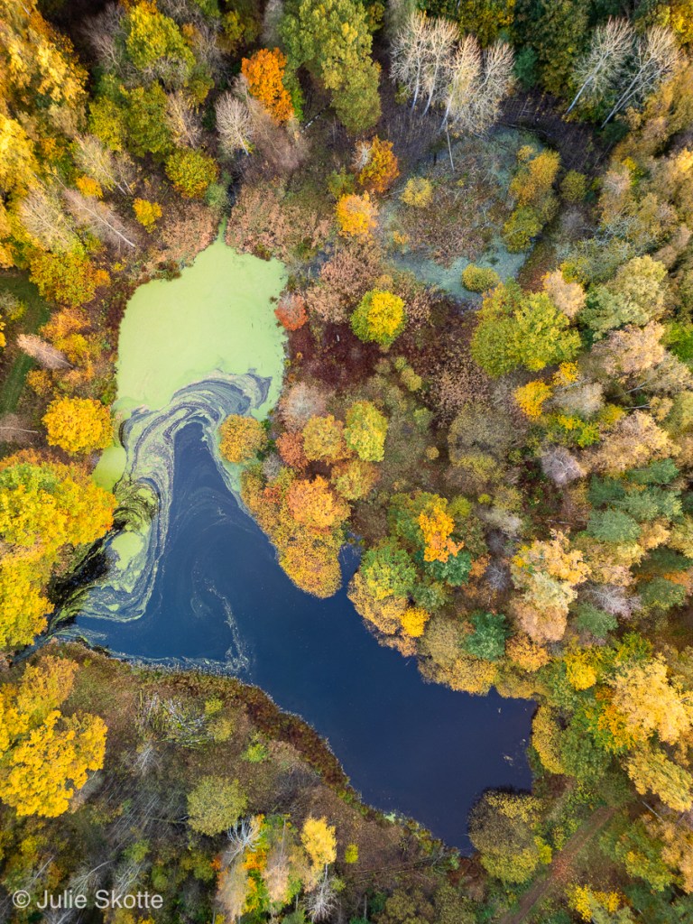 Drone billede af en skov i efterårsfarver og en skovsø i midten.