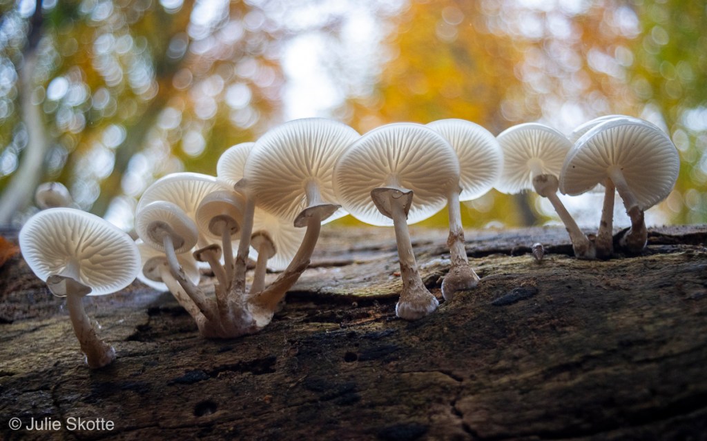 Porcelænshat (Oudemansiella mucida) på dødt træ i skoven.
