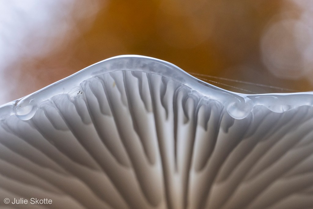 Nærbillede af porcelænshat (Oudemansiella mucida), hvor lameller og slim tydeligt kan ses.
