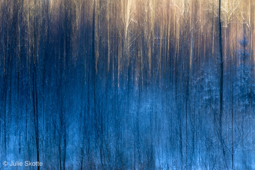 ICM photo of small trees in a forest. The light is hitting the trees in the back creating a gradient from light warm yellow at the top, to cool blue in the foreground.